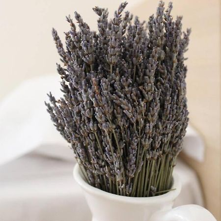 Lavandula Ring Tiranë Luaran gambar