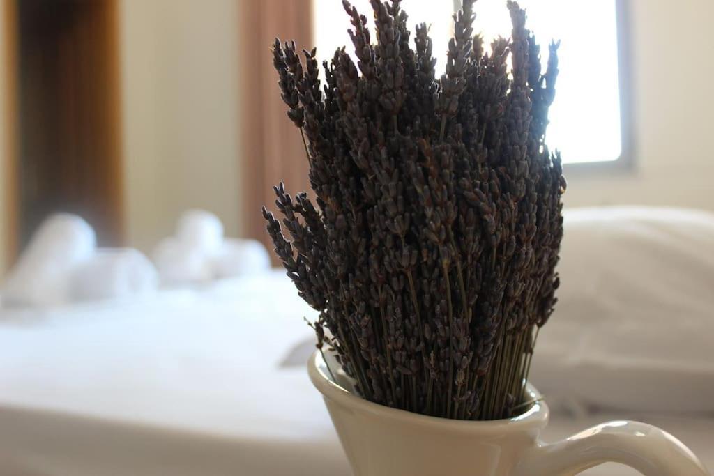Lavandula Ring Tiranë Luaran gambar
