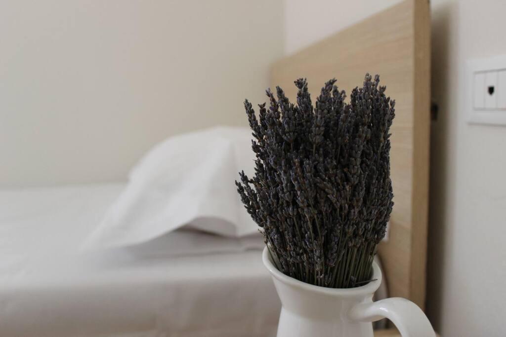 Lavandula Ring Tiranë Luaran gambar
