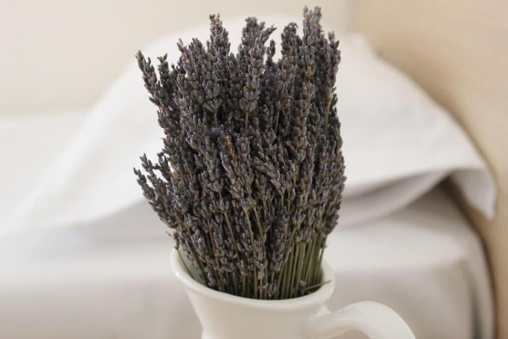 Lavandula Ring Tiranë Luaran gambar