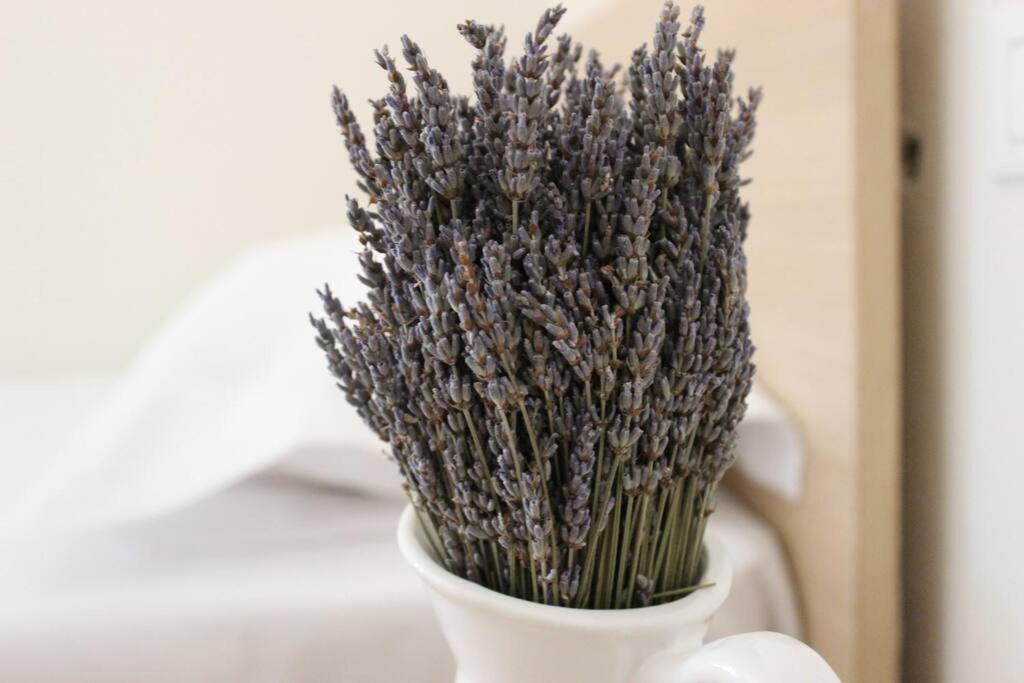 Lavandula Ring Tiranë Luaran gambar